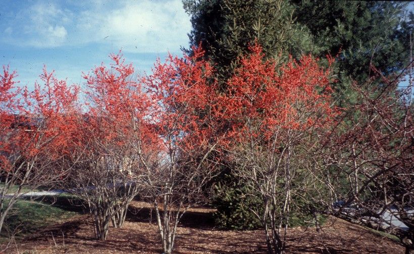 Bright red Winterberry Holly (Ilex verticillata) fruit provide an eye-catching landscape feature during the winter. Photo by Richard Webb, bugwood.org.