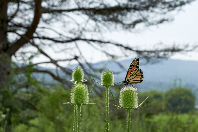 A monarch butterfly on thistles