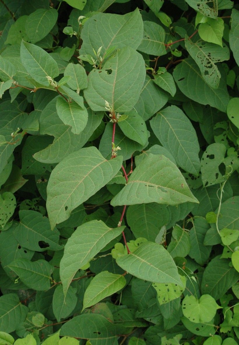 Japanese Knotweed foliage, showing zig-zag pattern of stems between nodes. Karan A. Rawlins, University of George, Bugwood.org