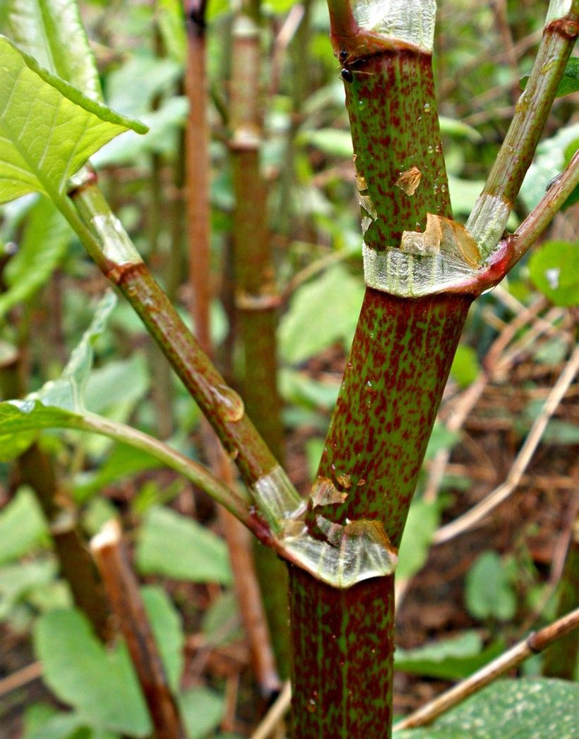 Close-up of Japense knotweed stem with nodes. Ansel Oommen, Bugwood.org