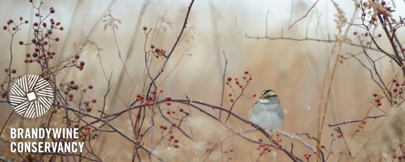 White throated sparrow. Photo by Jim Moffett Photography