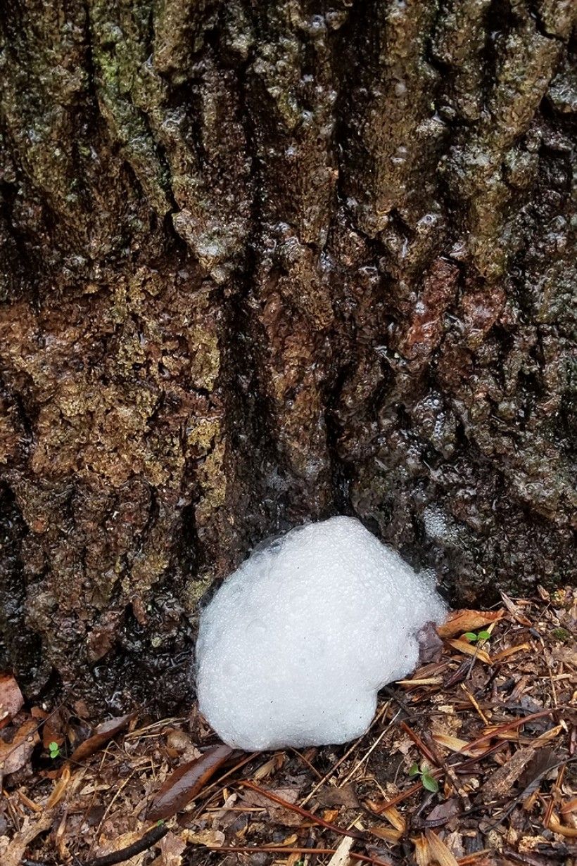 identification - What is this white foam under my tree? - Gardening &  Landscaping Stack Exchange