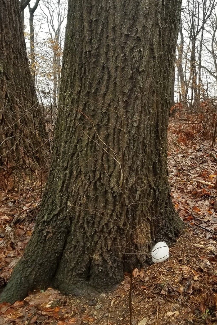 View of a tree trunk with "tree soap" on the bark