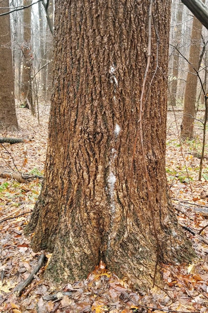 Some pine trees foam in hard rain because the chemicals in their sap are  soap-like. : r/mildlyinteresting