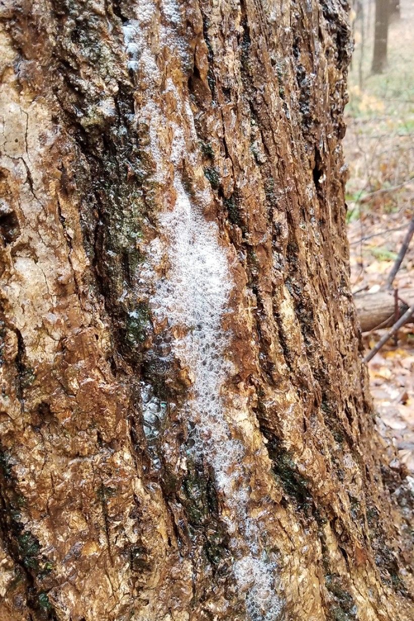 Soapy Trees? Sometimes Trees Need a Shower