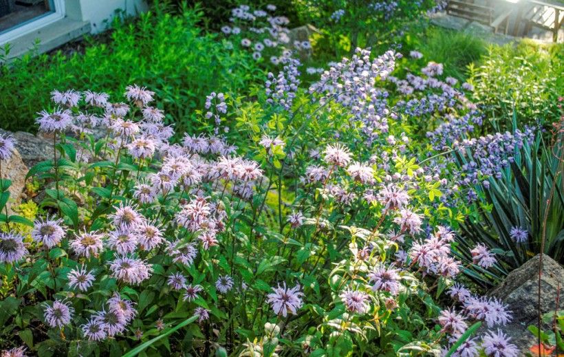 Garden with blooming purple flowers.