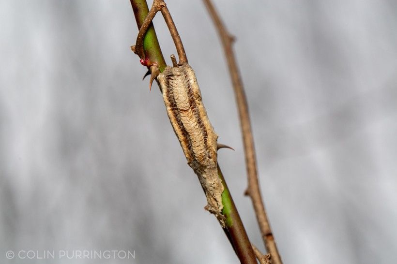 Preying on Invasive Mantis Egg Masses