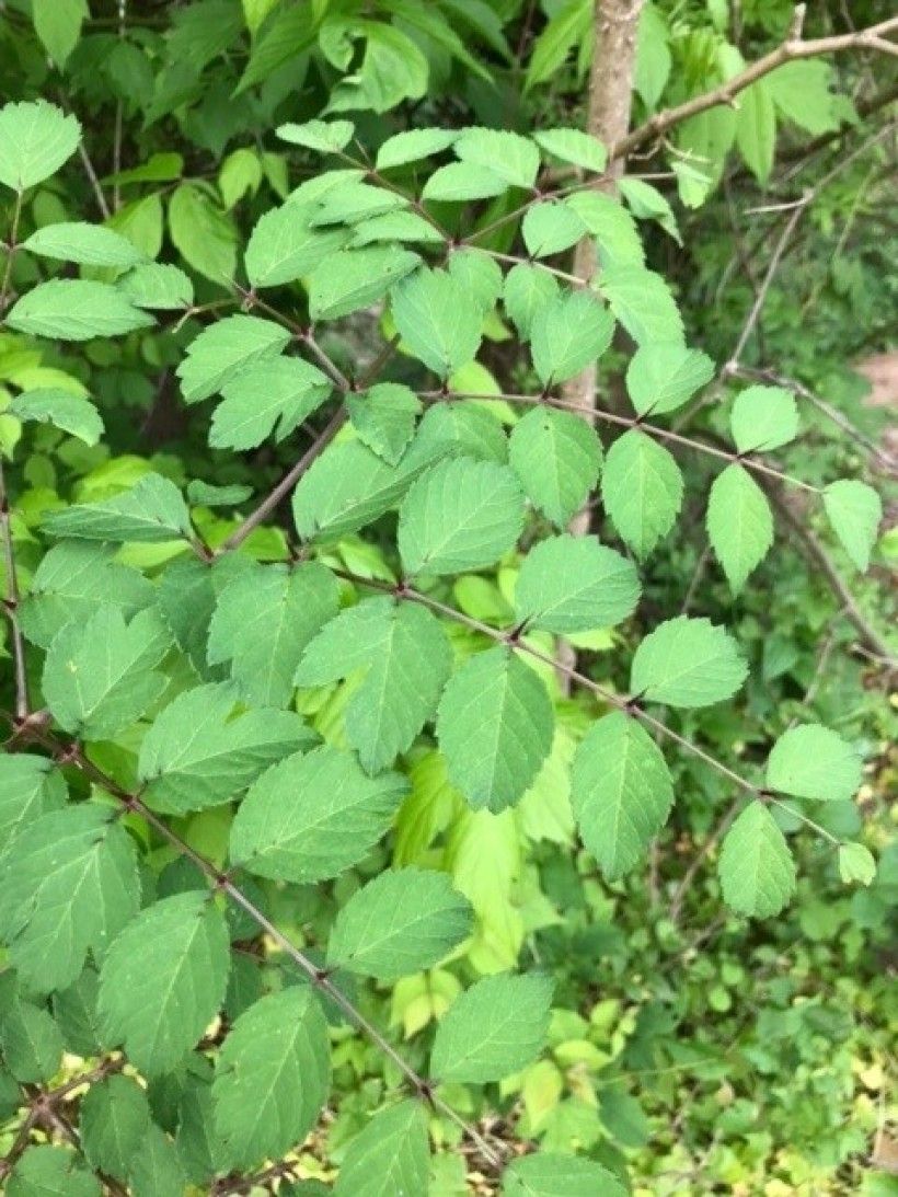 Closeup of green Aralia elata leaves.