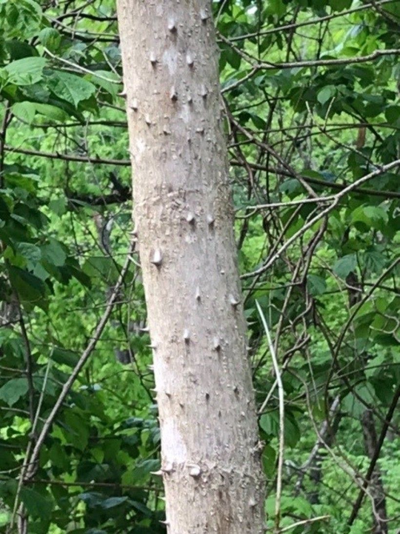 Closeup of an Aralia elata tree stem covered in spikey spines.