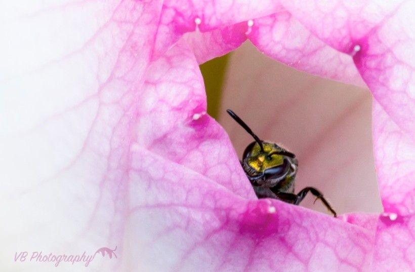 Close up of a bee in a pink and white flower