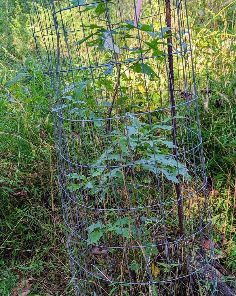 Oak seedling in wire protective cage