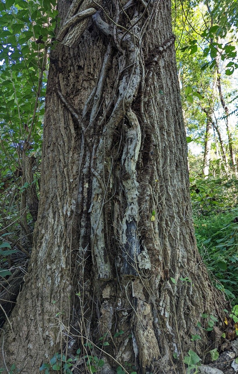 Poison ivy vine growing on a tree. Photo by Margaret Moore.