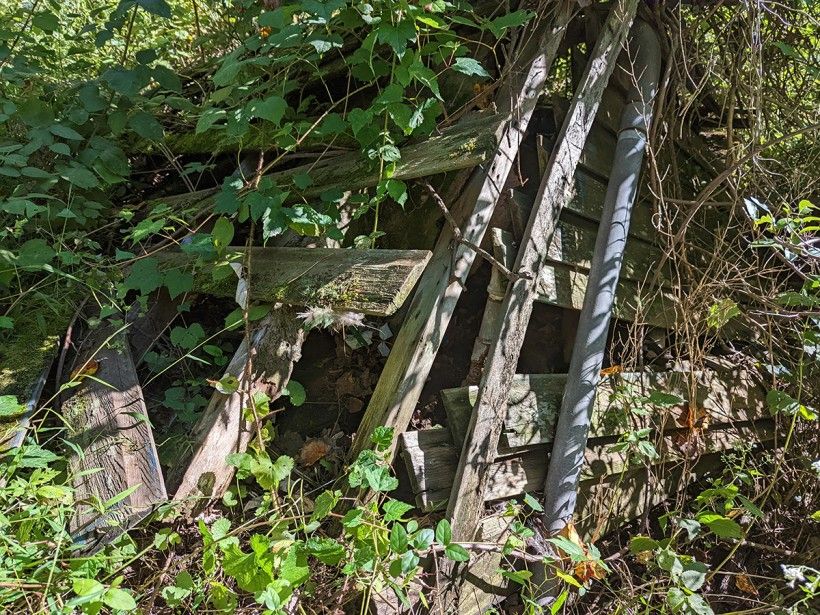 Prohibition-era still covered with vines