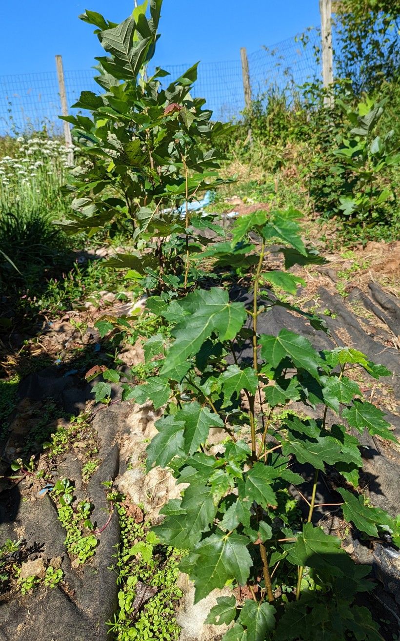 Plant seeding in a nursery setting