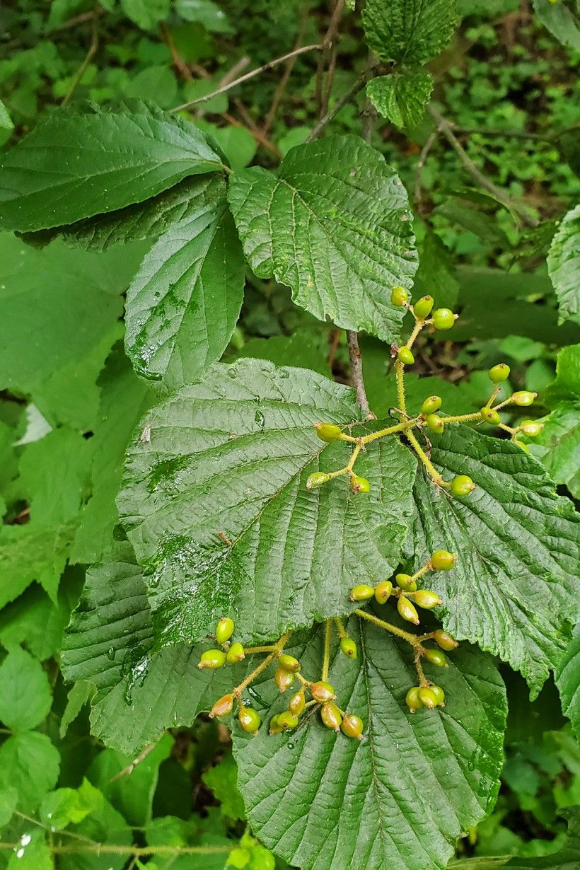 Unripe fruit of viburnum plicatum f. tomentosum. Photo by Kevin Fryberger