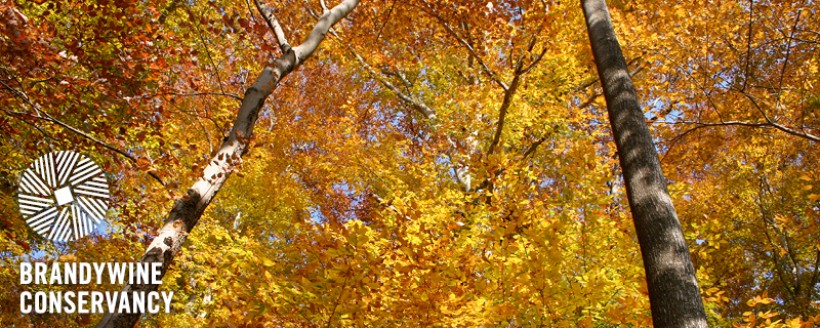 Upward view of two trees coated in yellow and orange leaves in autumn