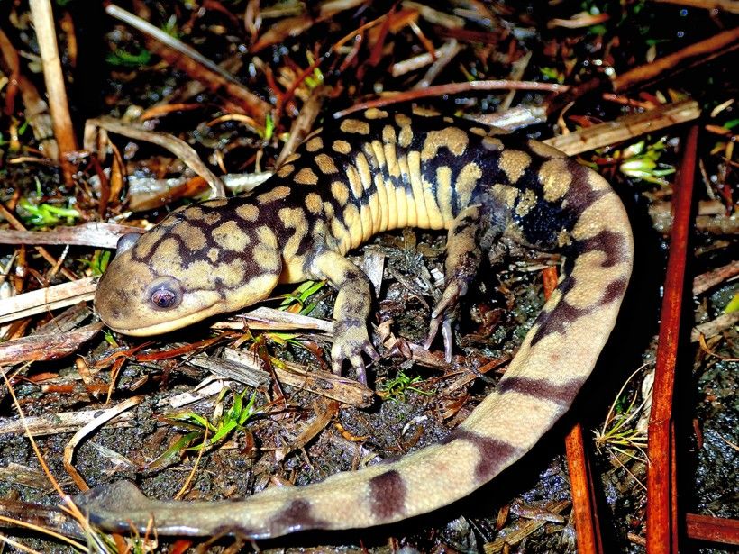 Wading Through Wetlands In Search Of Amphibians & Reptiles | Brandywine ...