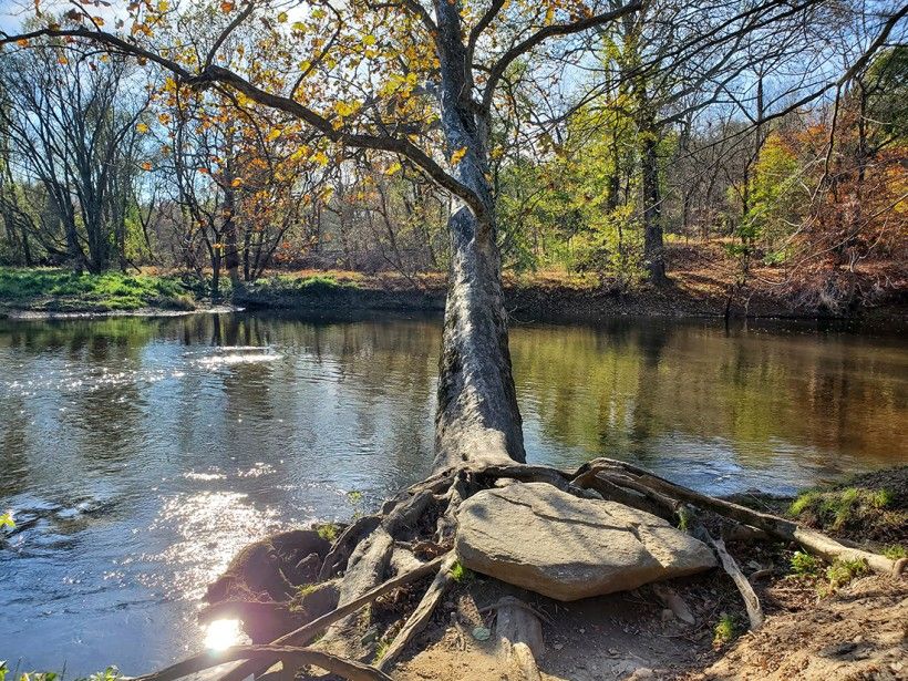 Sycamore tree leaning into the Brandywine Creek