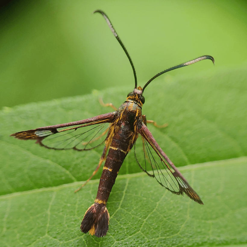 Butterflies vs Moths: What are the differences?