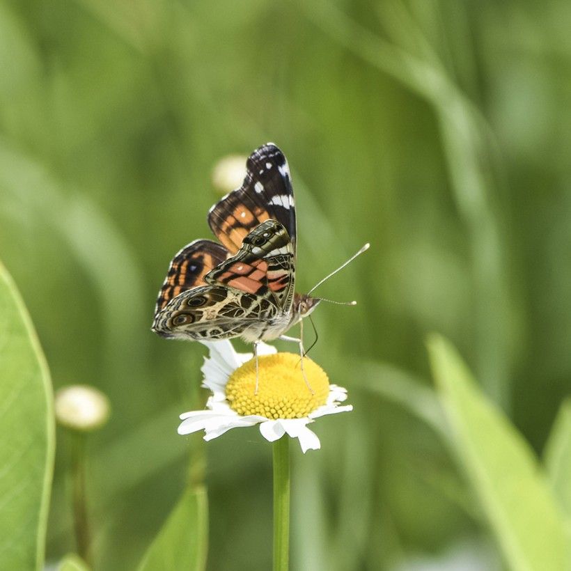 This photo of an American Lady butterfly clearly shows the clubbed tips of a butterfly’s antennae. Photo: Tom Kuehl  