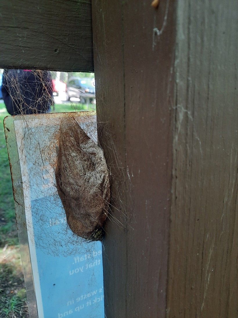 This cocoon, possibly of a Cecropia moth, is a stark contrast to the smooth, jade green monarch butterfly chrysalis. Photo: Melissa Reckner.