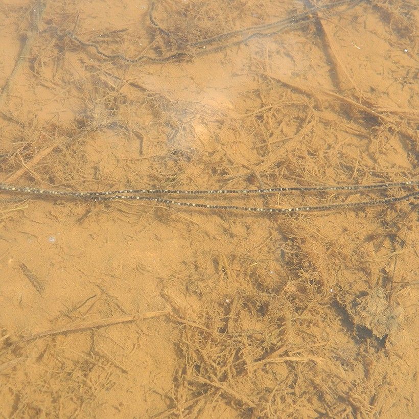 American Toad eggs. Photo by Brandon Ruhe.