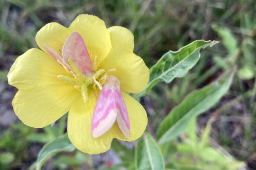 Two pink winged insects sit on the petals of a yellow flowers. 