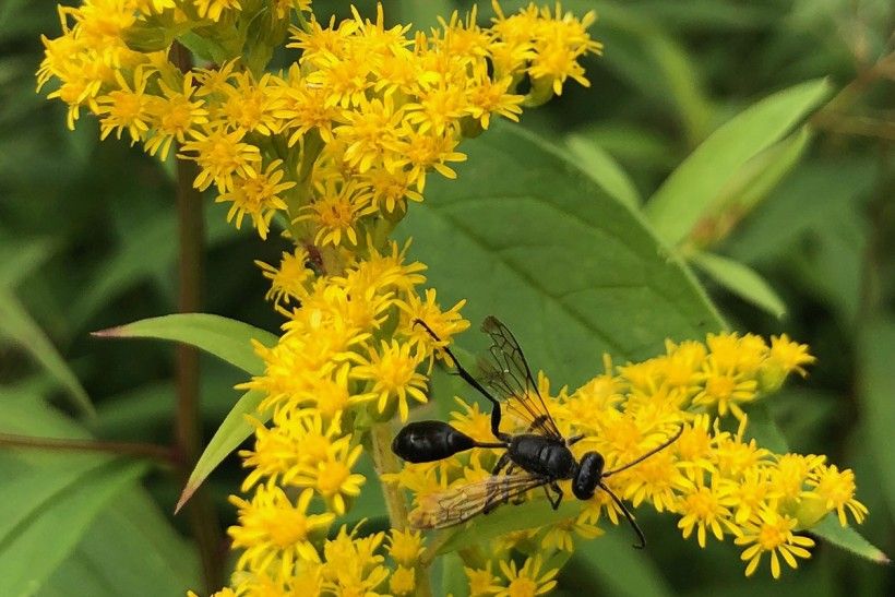 A winged insect sits on a bright yellow flower.