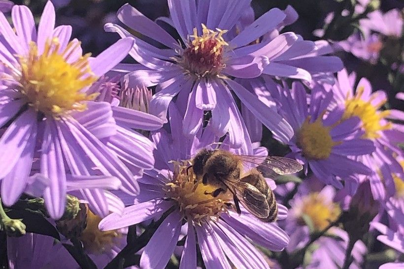 Purple flowers with bright yellow centers.