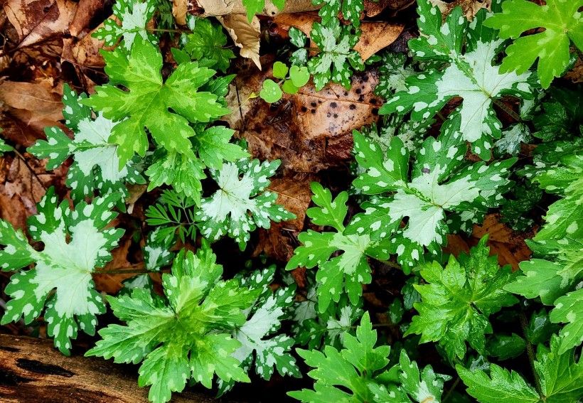 Photo of Virginia Waterleaf