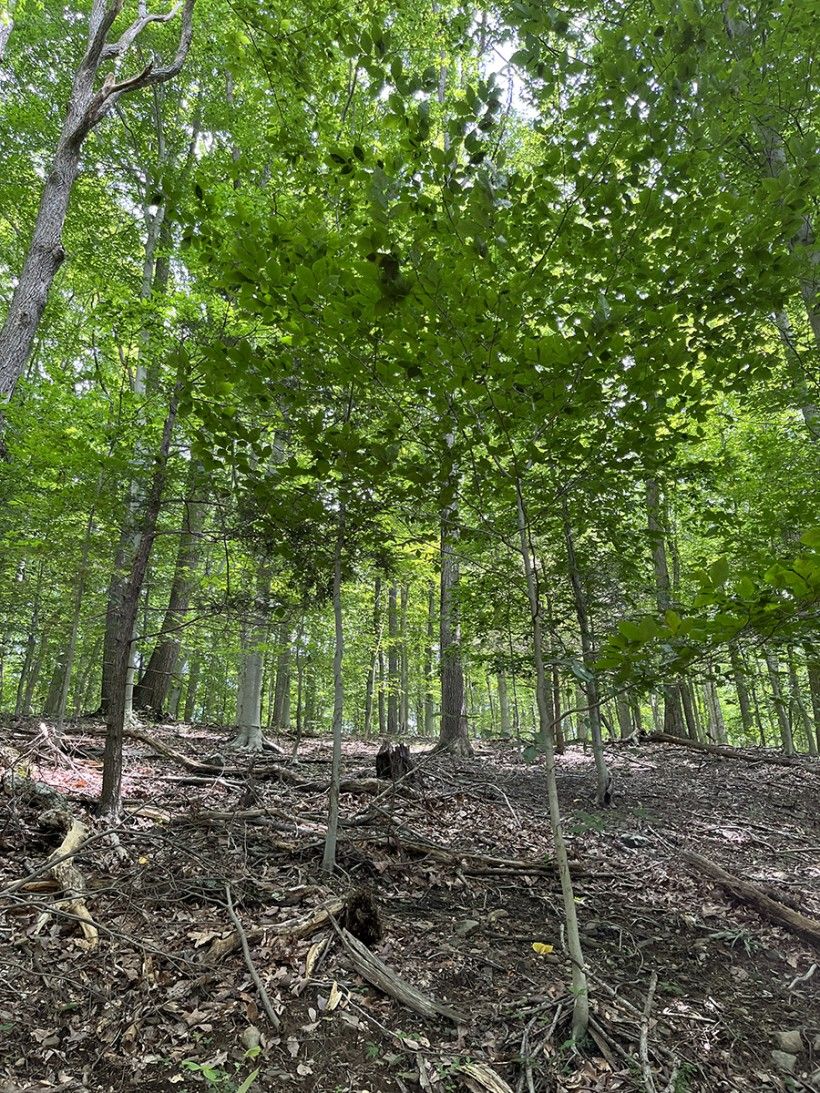 New plantings in a Dry Oak – Mixed Hardwood Forest