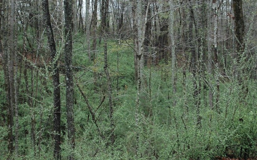 Autumn Olive taking over the understory along the side of a road. Chris Evans, University of Illinois, Bugwood.org