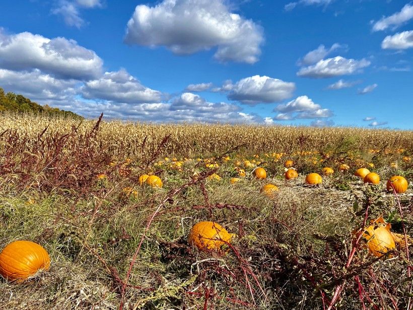 pumpkin patch with blue sky 