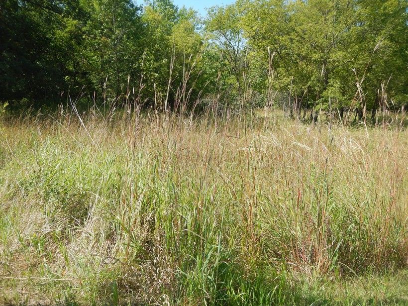 Big bluestem (Andropogon gerardii)