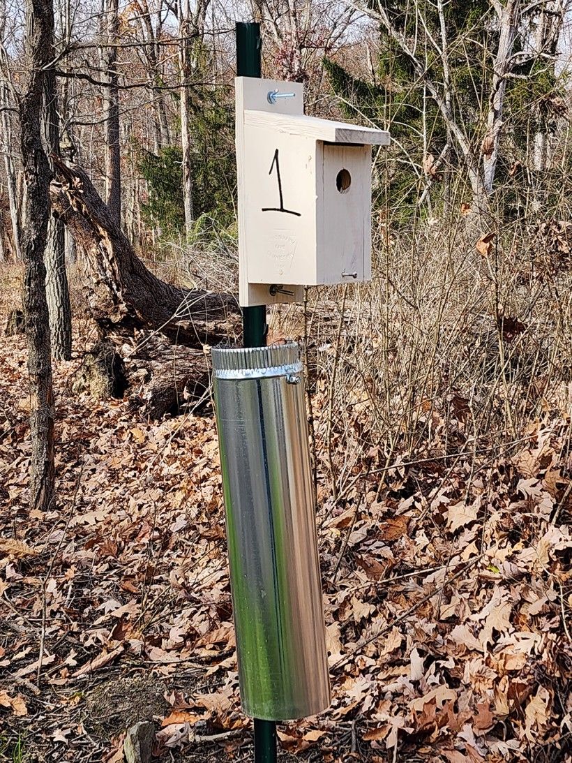 Predator guard using 6” galvanized stovepipe and a metal cap.