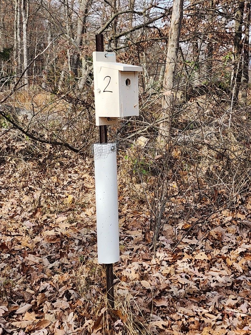 Predator guard using 3" PVC pipe.