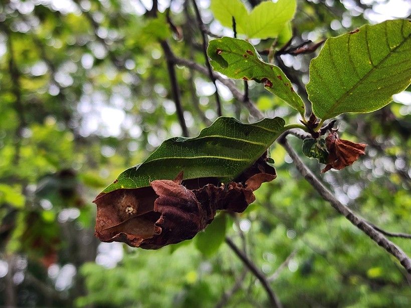 a crinkled beech tree leaf, showing the signs of Beech Leaf Disease