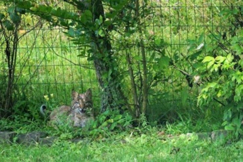 bobcat kitten