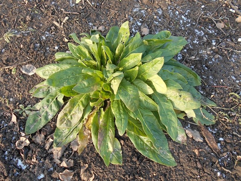 photo of a dame's rocket rosette