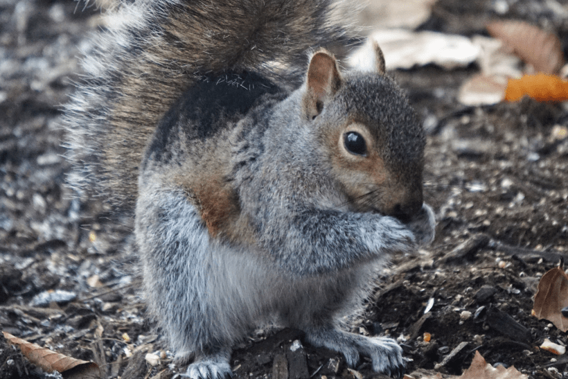 A close up shot of a trifecta squirrel on the ground eating.