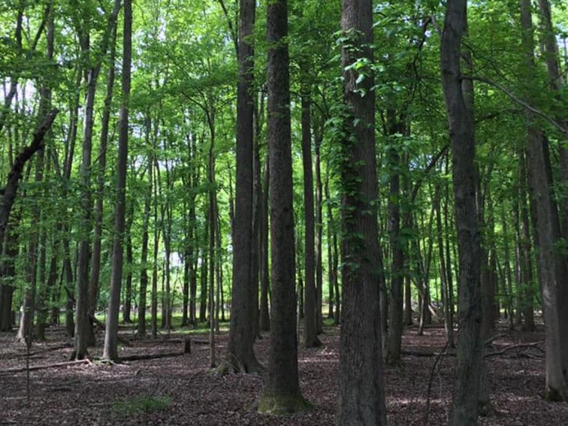 wide angle view of a forest with tall thin trees.