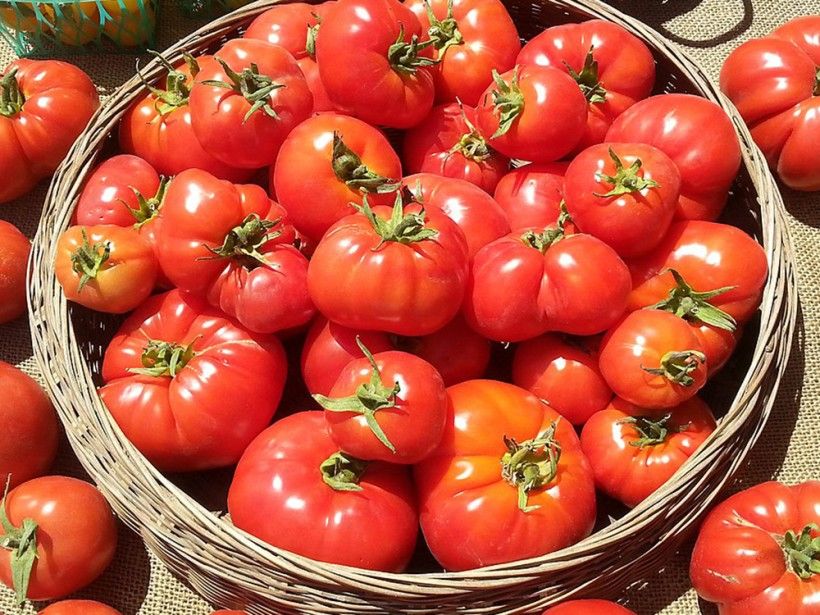 horizontal photo of a basket full of tomatoes
