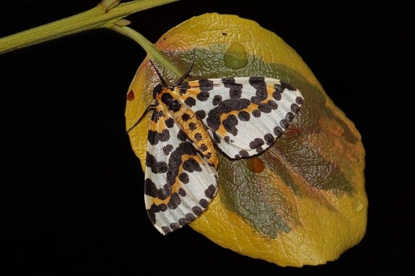 A yellow and white banded moth with brown spots sits on the underside of a leaf at night.