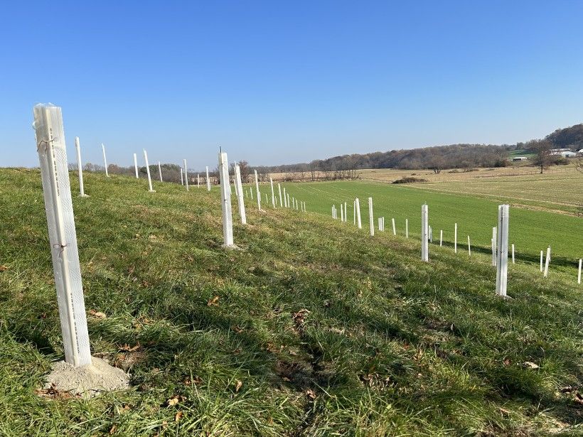 A photo of an open green field with recent tree plantings.