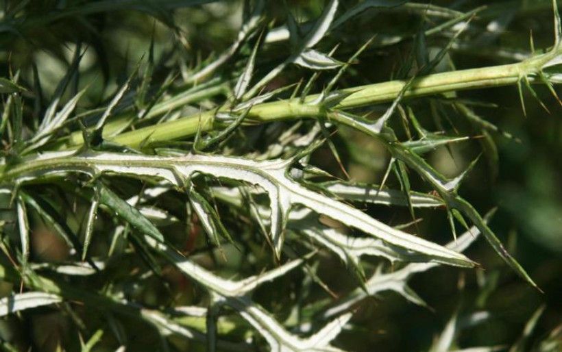 Closeup shot of field thistle