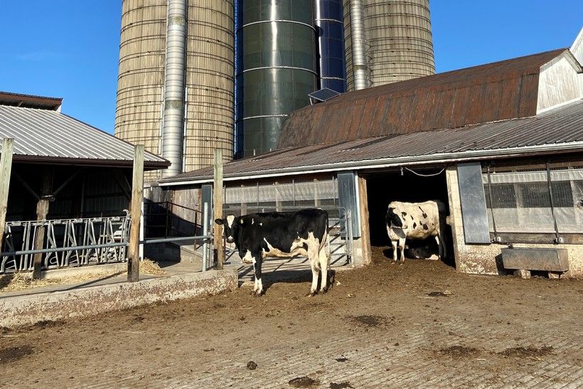 cows standing on a farm