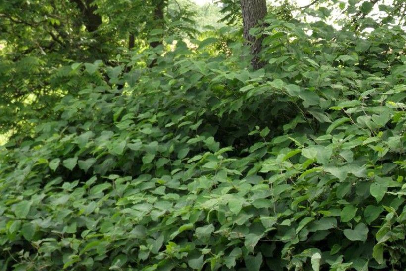 horizontal image of a green leafy plant