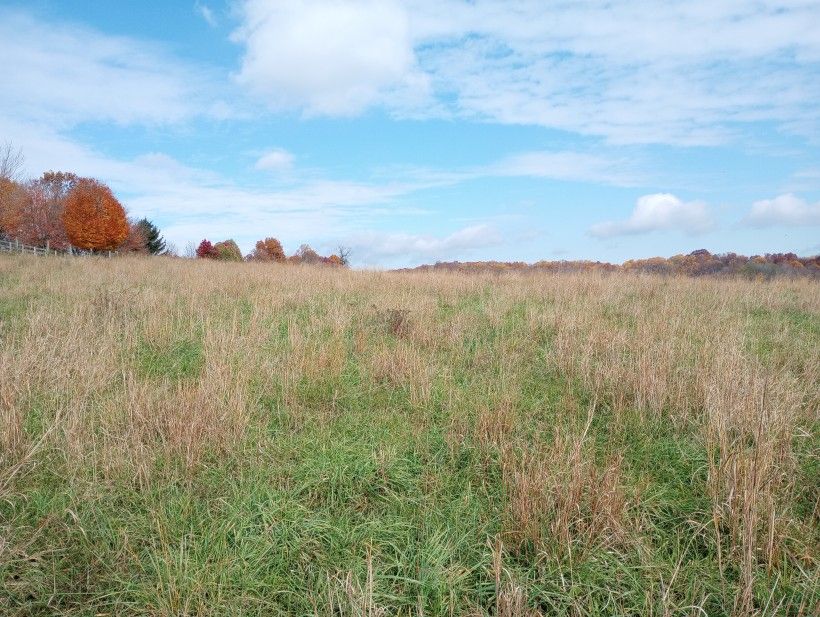 An open grassy field surrounded by trees with beautiful fall leaves.