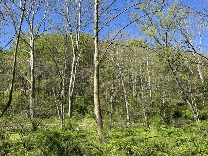 horizontal image of mostly bare trees in early springtime