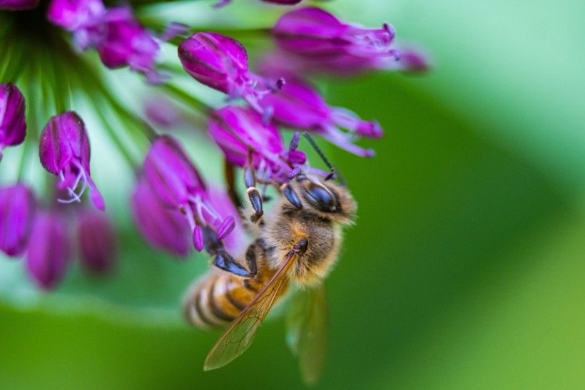 a bee pollinates a purple flower